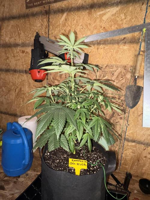 Oh kush - we’ll see. Week 6