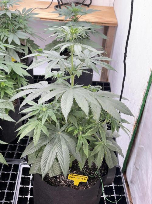 Oh kush - we’ll see. Week 6