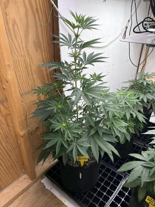 Apple Fritter. Week 6