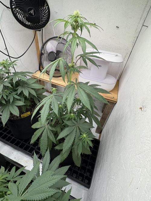 Bathing in Apple n Bananas. Week 6