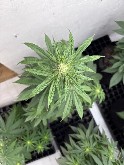 Oh kush - we’ll see. Week 7
