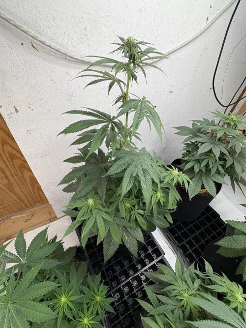 OG Kush. Week 7