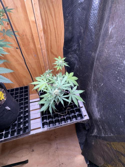 Royal dwarf. Week 6