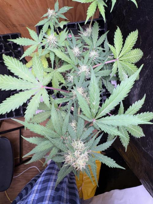 Royal Dwarf. Week 6