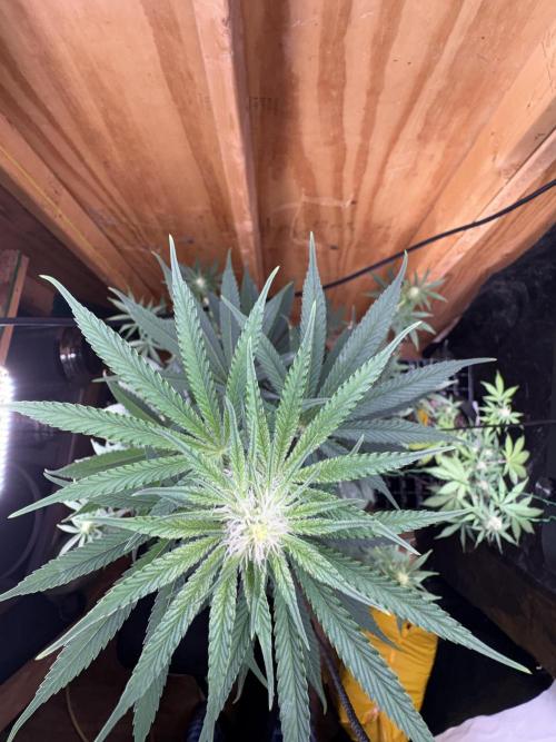 Apple yumyum. Week 7