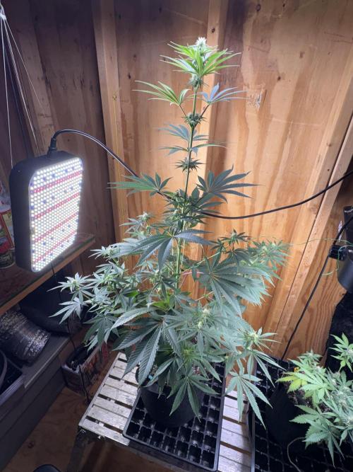 Apple yumyum. Week 7