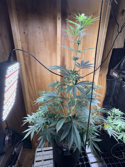 Apple Fritter. Week 7