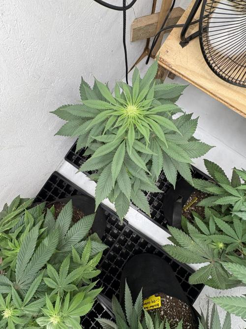 White Widow. Week 6