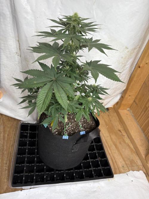 White widow. Week 7