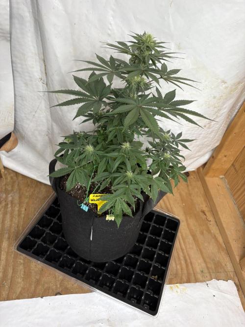 White widow. Week 7