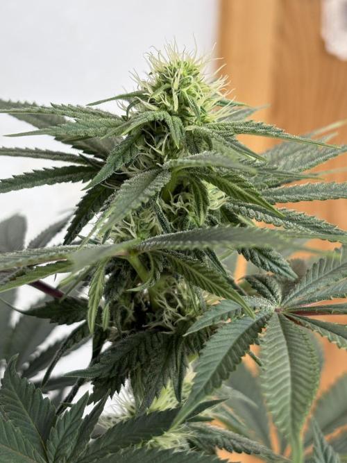 White widow. Week 7