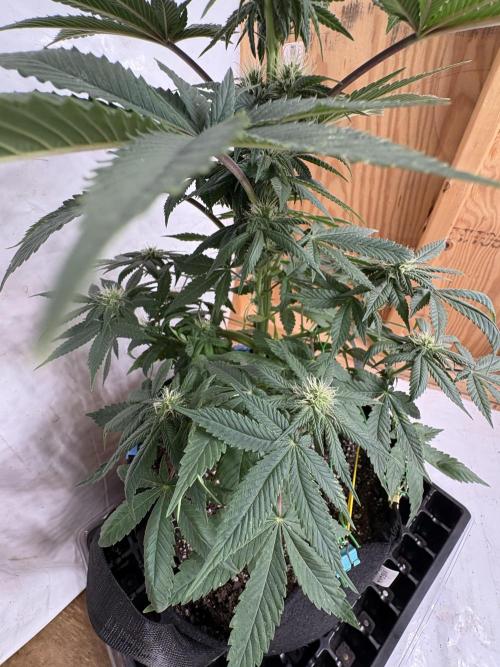 White widow. Week 7