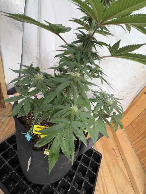 White widow. Week 7