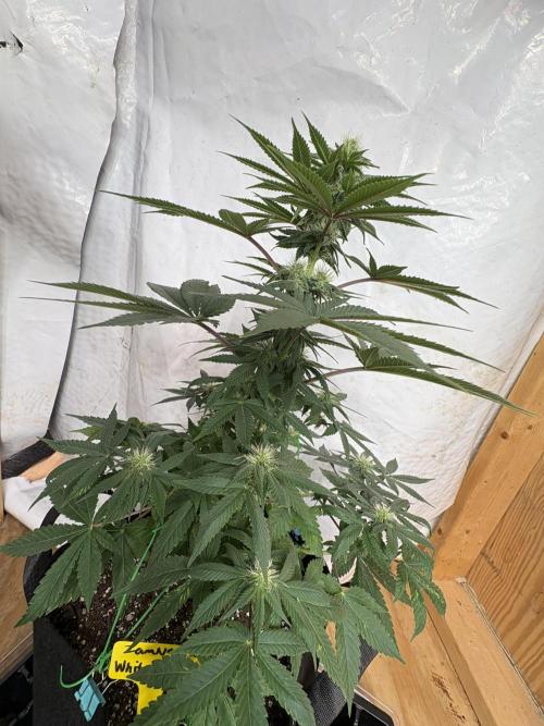 White widow. Week 7