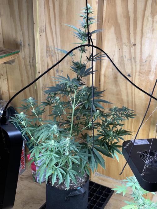 Apple yumyum. Week 8