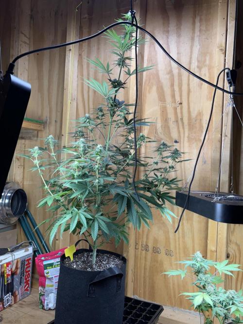 Apple yumyum. Week 8