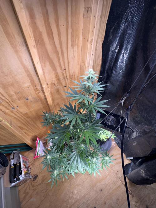 Apple yumyum. Week 8
