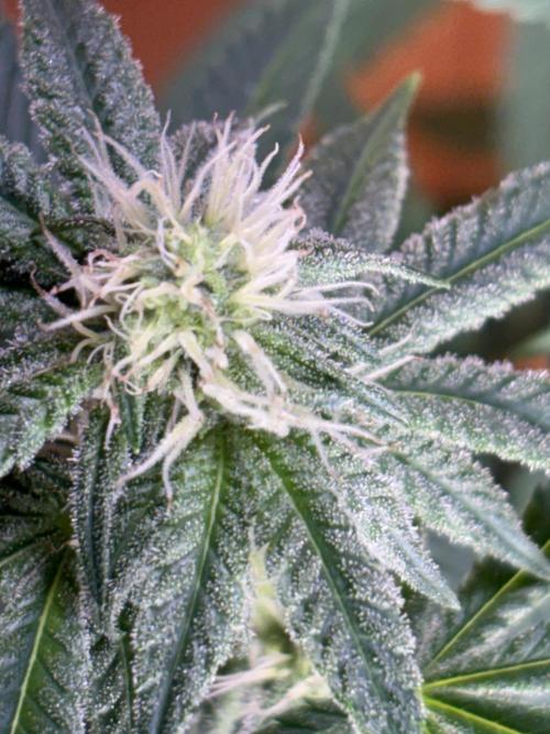 Apple yumyum. Week 8