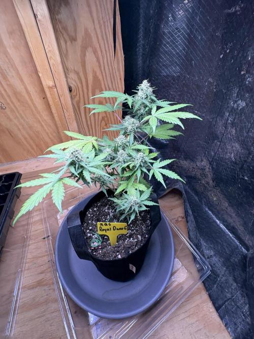 Royal dwarf. Week 7