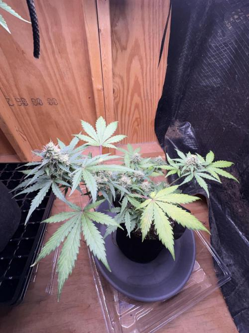 Royal dwarf. Week 7
