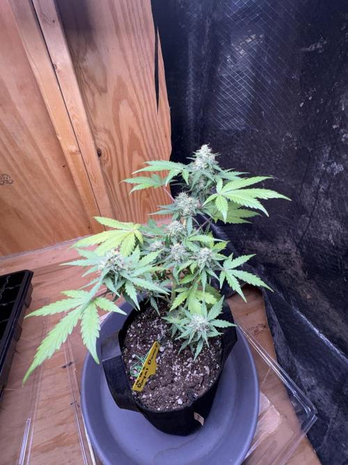 Royal dwarf. Week 7