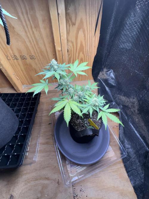 Royal dwarf. Week 7
