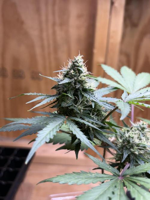 Royal dwarf. Week 7