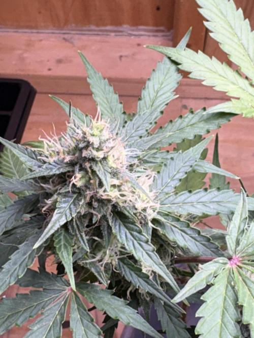 Royal dwarf. Week 7