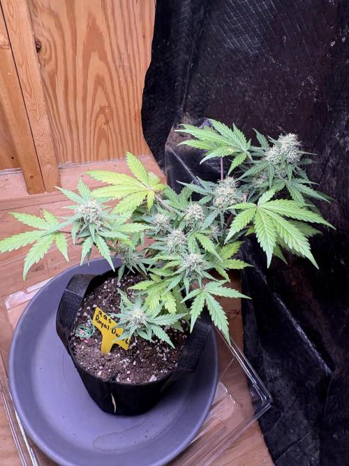 Royal dwarf. Week 7