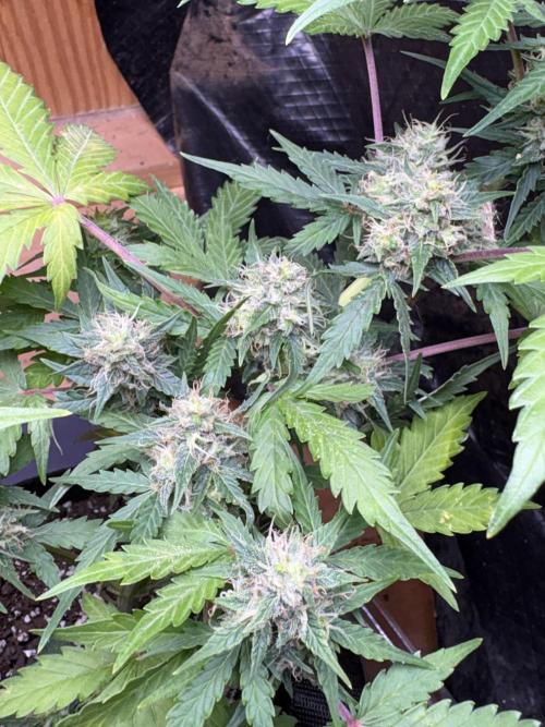 Royal dwarf. Week 7