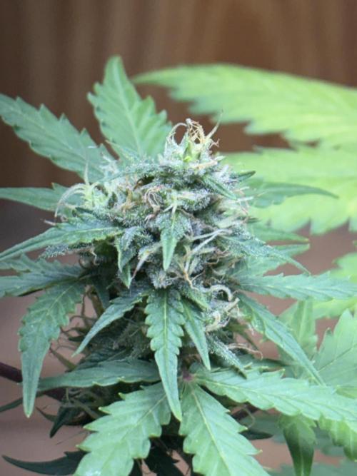 Royal dwarf. Week 7