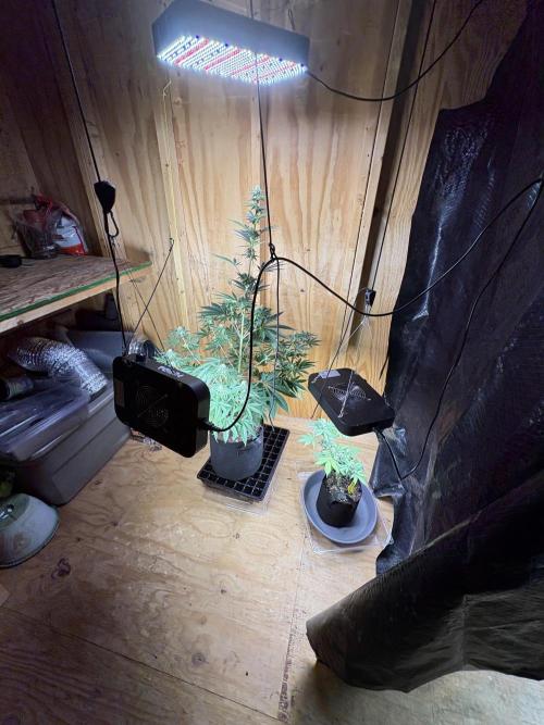 Royal dwarf. Week 7