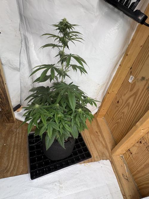 Oh kush - we’ll see. Week 8