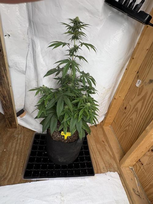 Oh kush - we’ll see. Week 8