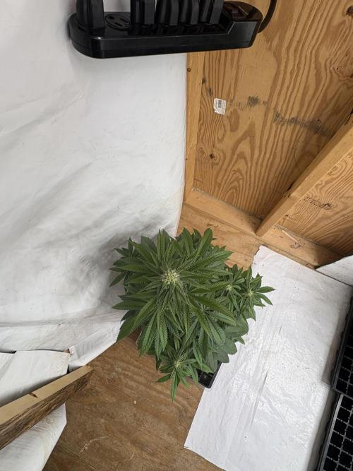 Oh kush - we’ll see. Week 8