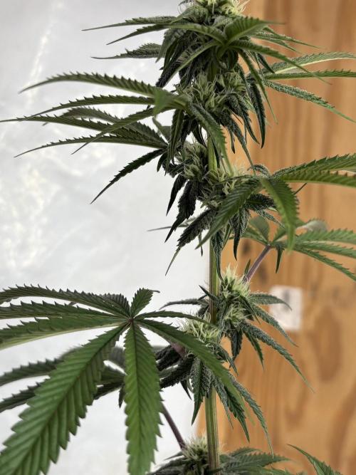 Oh kush - we’ll see. Week 8