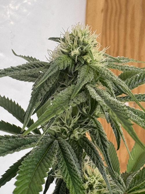 Oh kush - we’ll see. Week 8