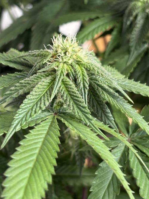 Oh kush - we’ll see. Week 8