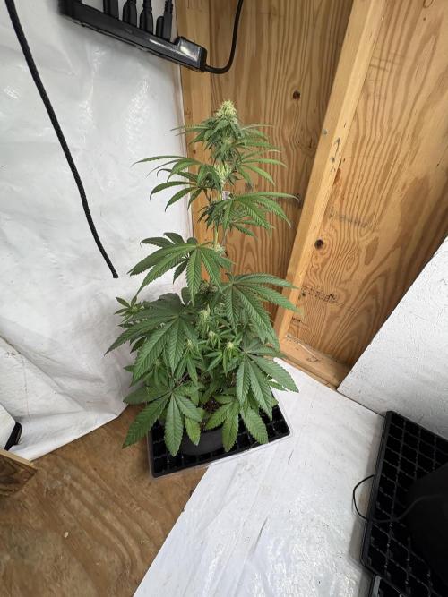 Bathing in Apple n Bananas. Week 7