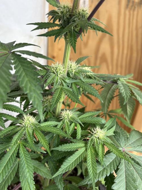 Bathing in Apple n Bananas. Week 7