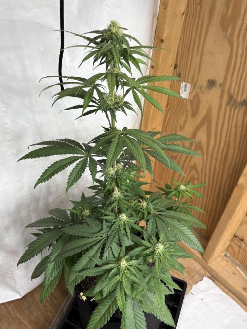 Apple banana bath. Week 7