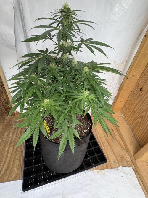 Cindy-99. Week 8