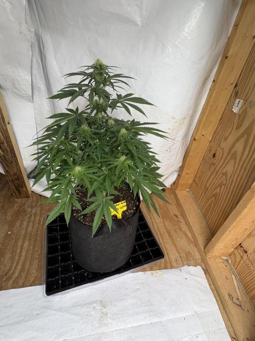 Cindy-99. Week 8