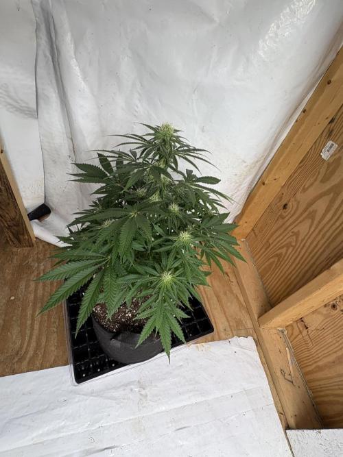 Cindy-99. Week 8