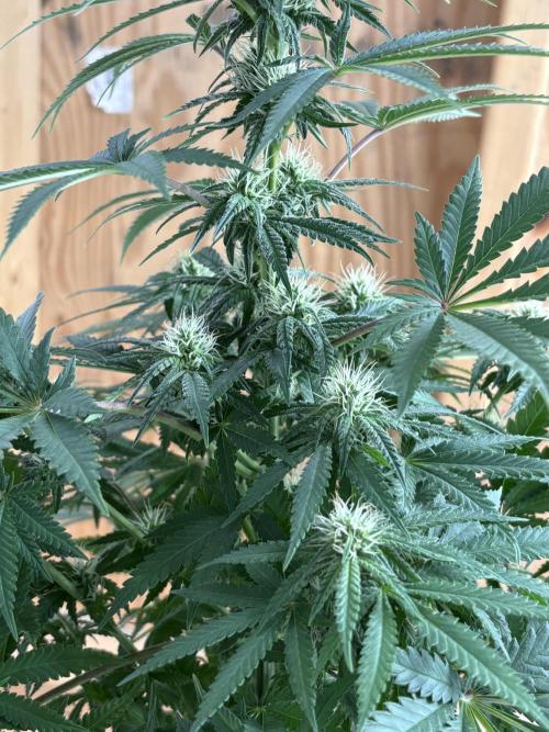 Cindy-99. Week 8