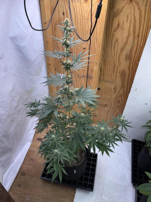 Apple yumyum. Week 8