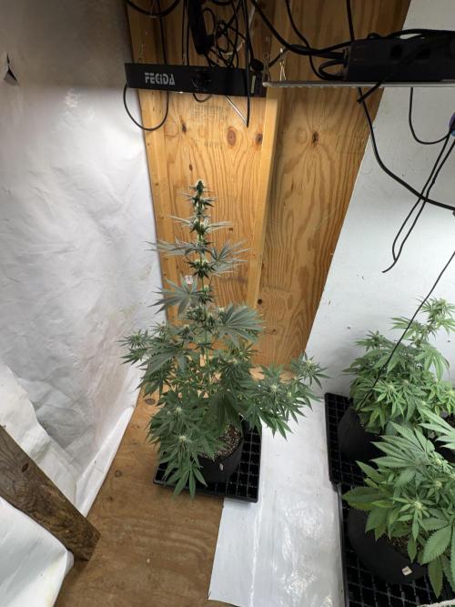 Apple yumyum. Week 8