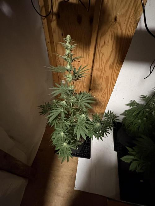 Apple yumyum. Week 8