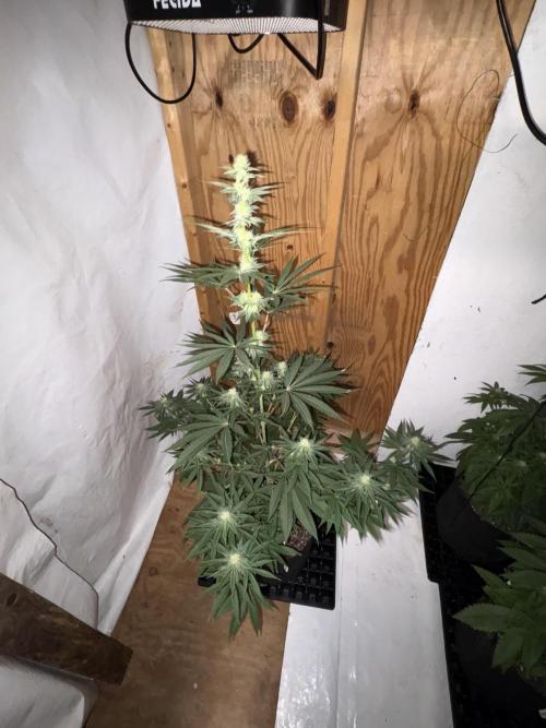 Apple yumyum. Week 8