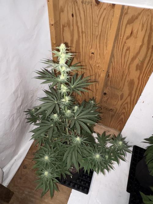Apple yumyum. Week 8